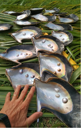 Harvesting of the first mabé pearls from oysters spawned at the start of the current ACIAR project - spawned in 2013 (Photo 1).